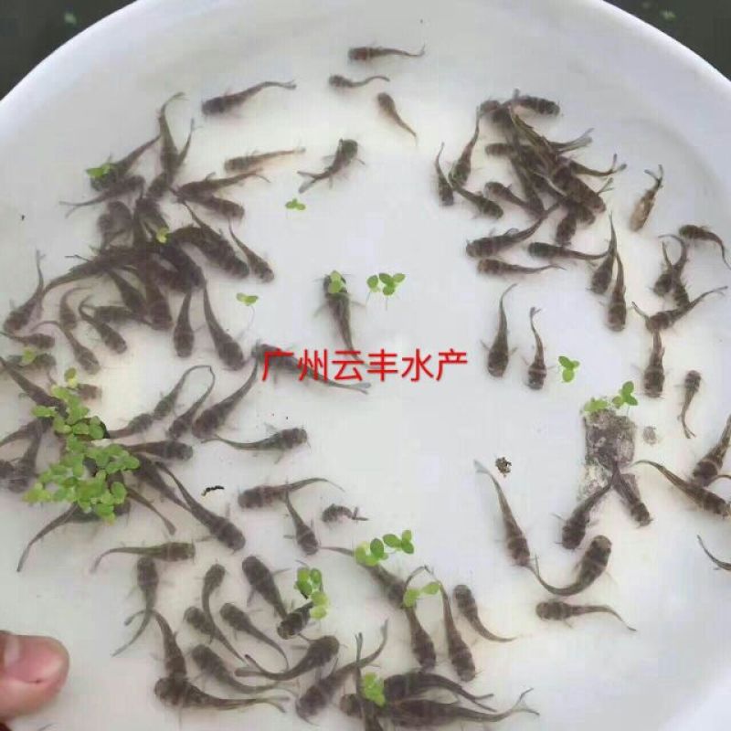 黄颡鱼苗黄骨鱼苗