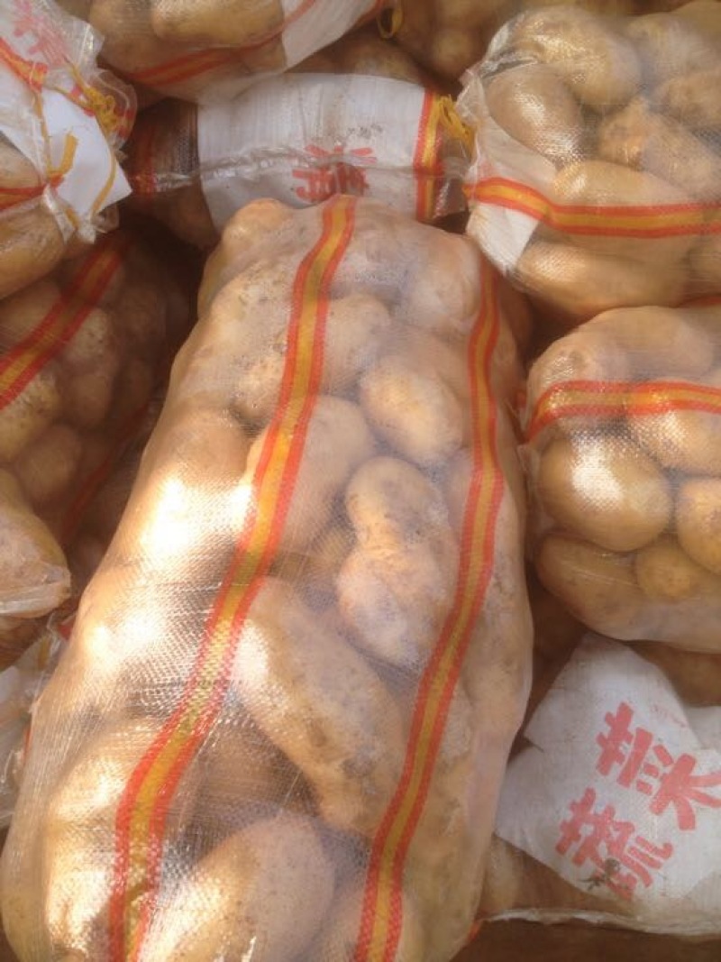 荷兰十五土豆