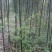绿竹3~4m