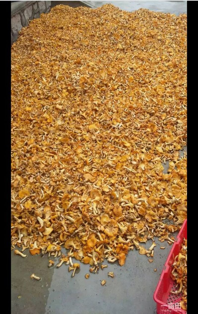 鸡油菌