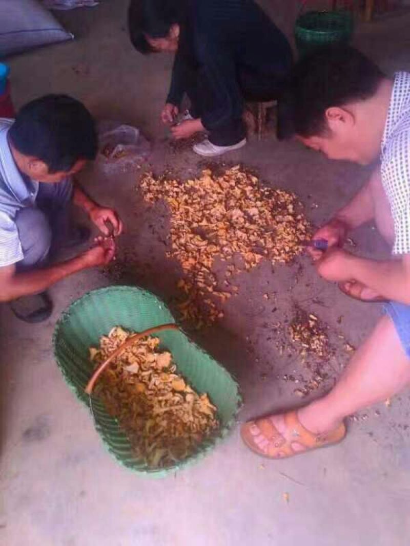 鸡油菌