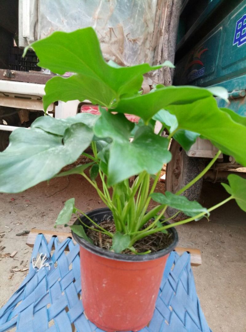 龟背竹（各种规格及龟背竹苗子家居观赏佳品