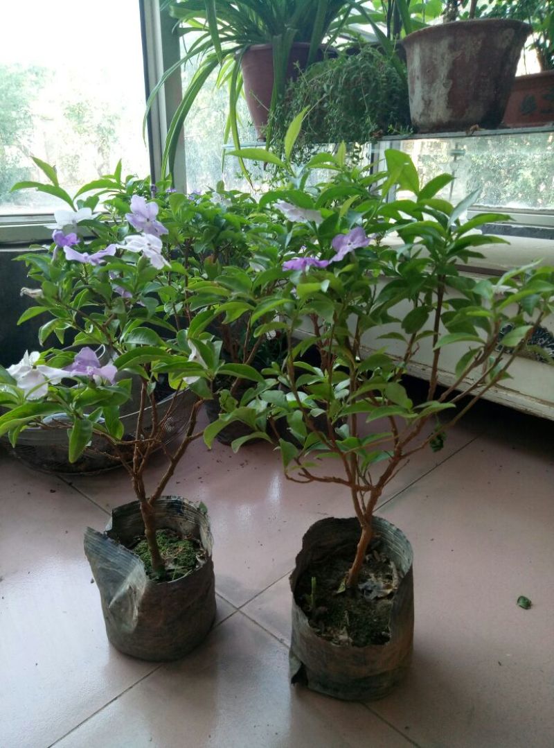 龟背竹（各种规格及龟背竹苗子家居观赏佳品