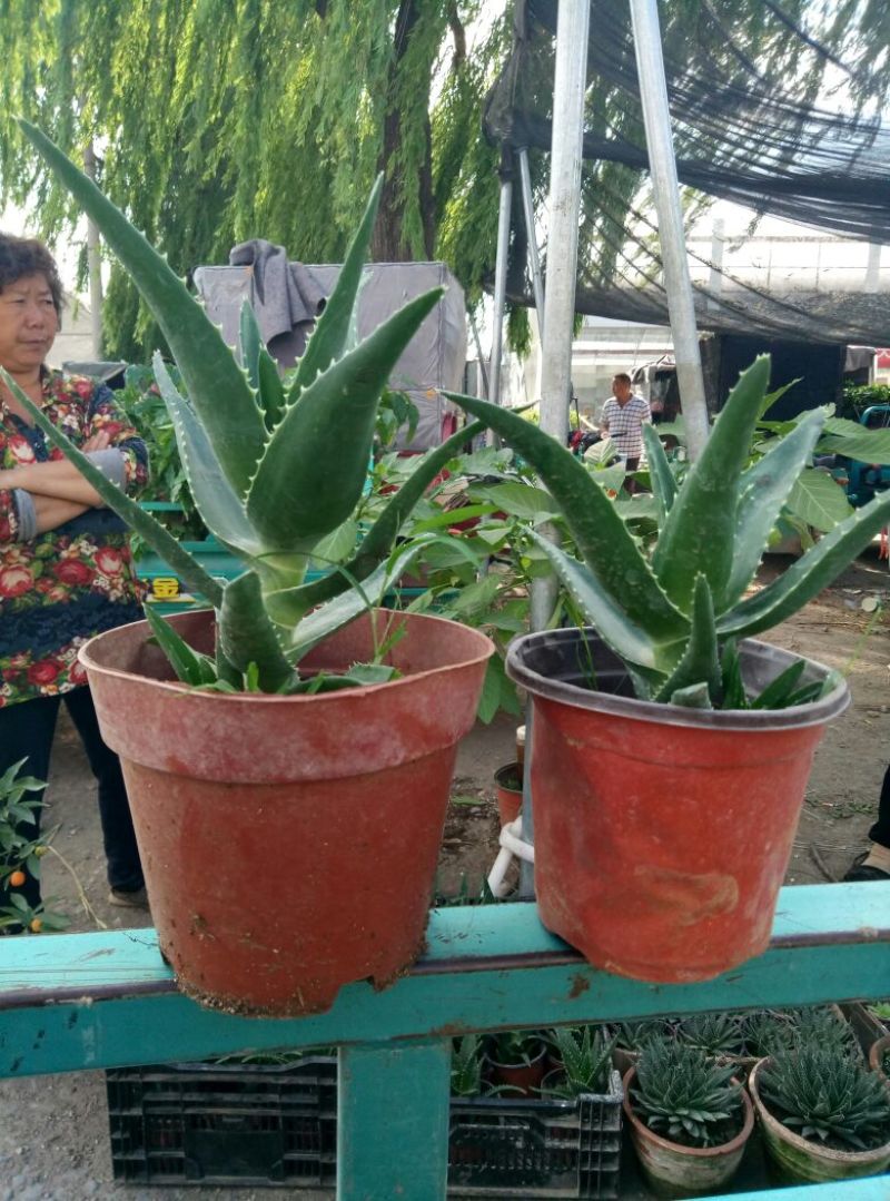 龟背竹（各种规格及龟背竹苗子家居观赏佳品