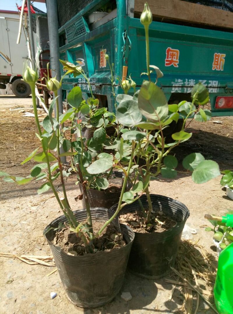 龟背竹（各种规格及龟背竹苗子家居观赏佳品