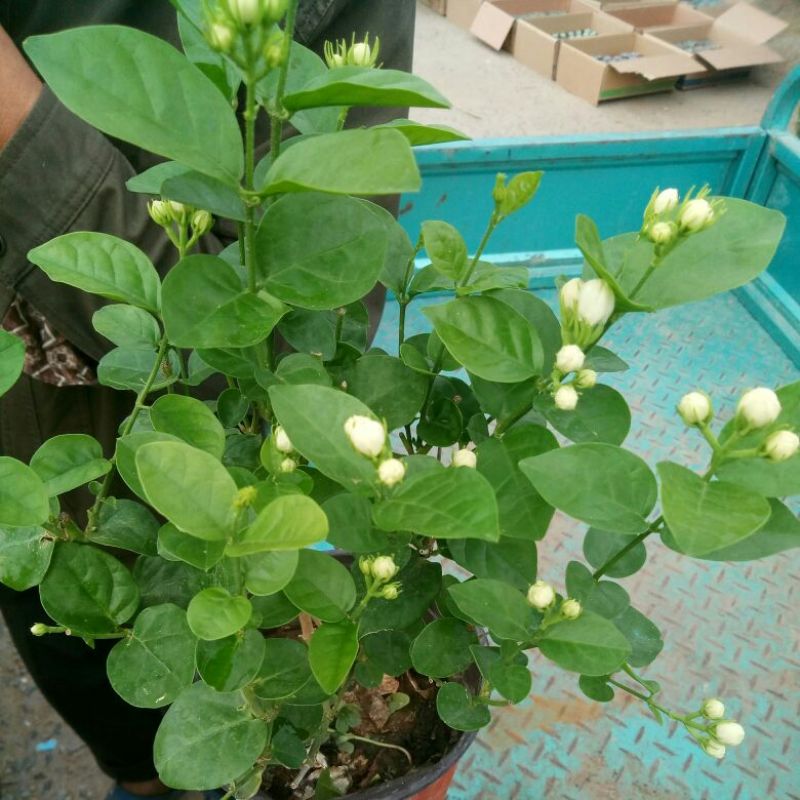 龟背竹（各种规格及龟背竹苗子家居观赏佳品