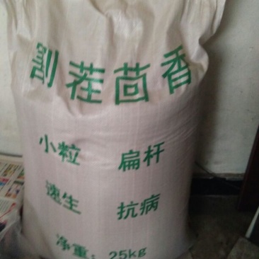 茴香籽