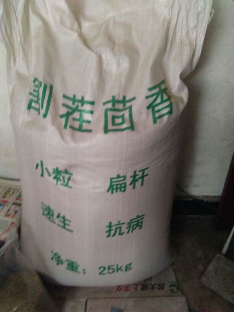 茴香籽