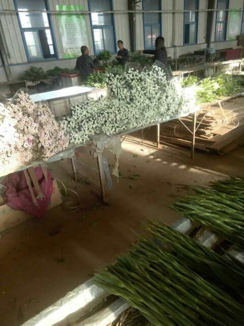 雏菊30~50cm