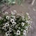 雏菊30~50cm