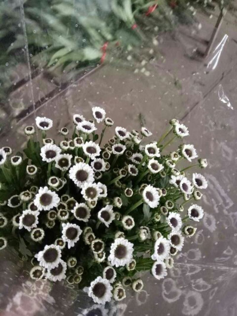 雏菊30~50cm