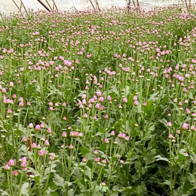 雏菊30~50cm