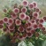 雏菊30~50cm