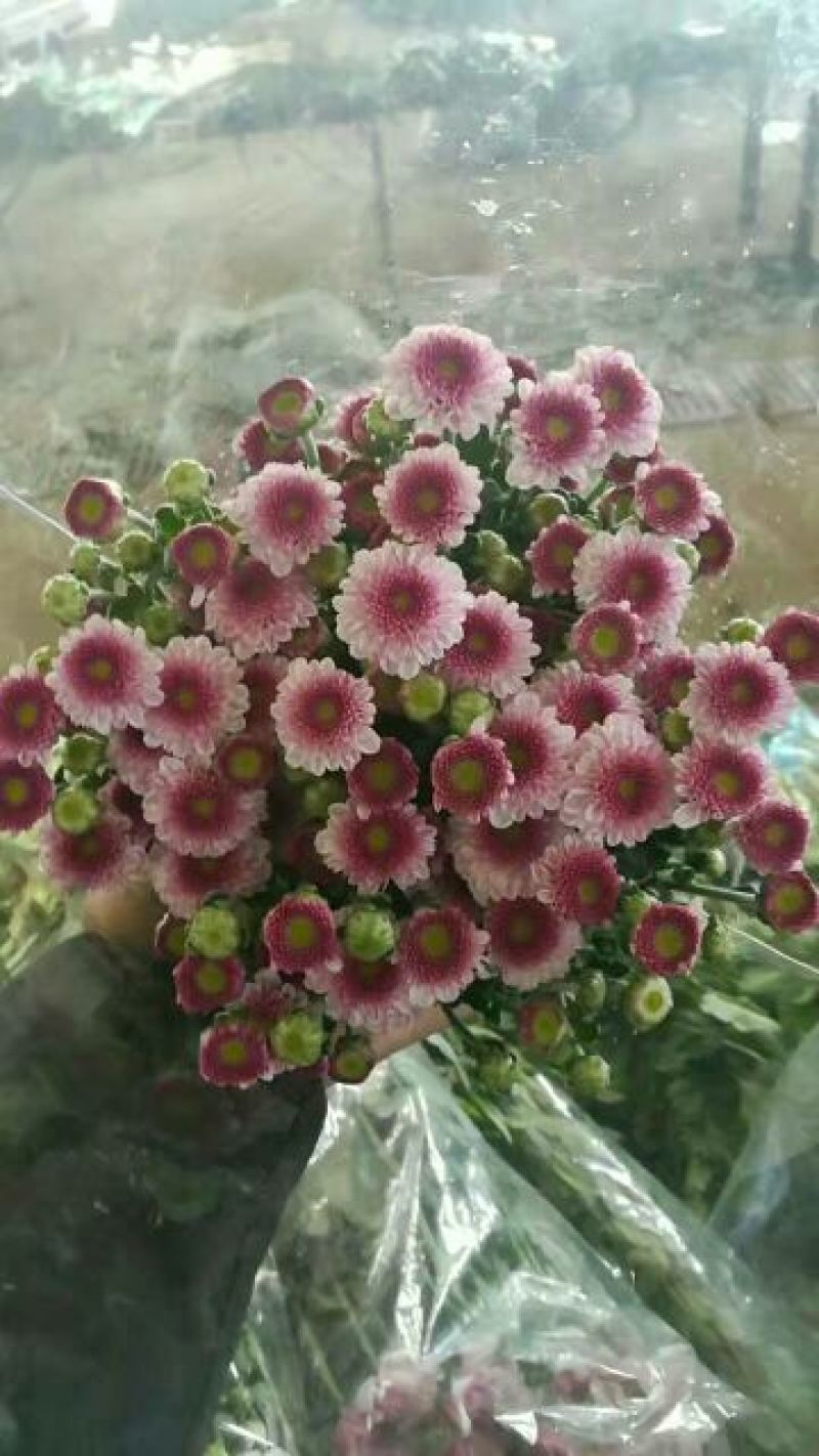 雏菊30~50cm
