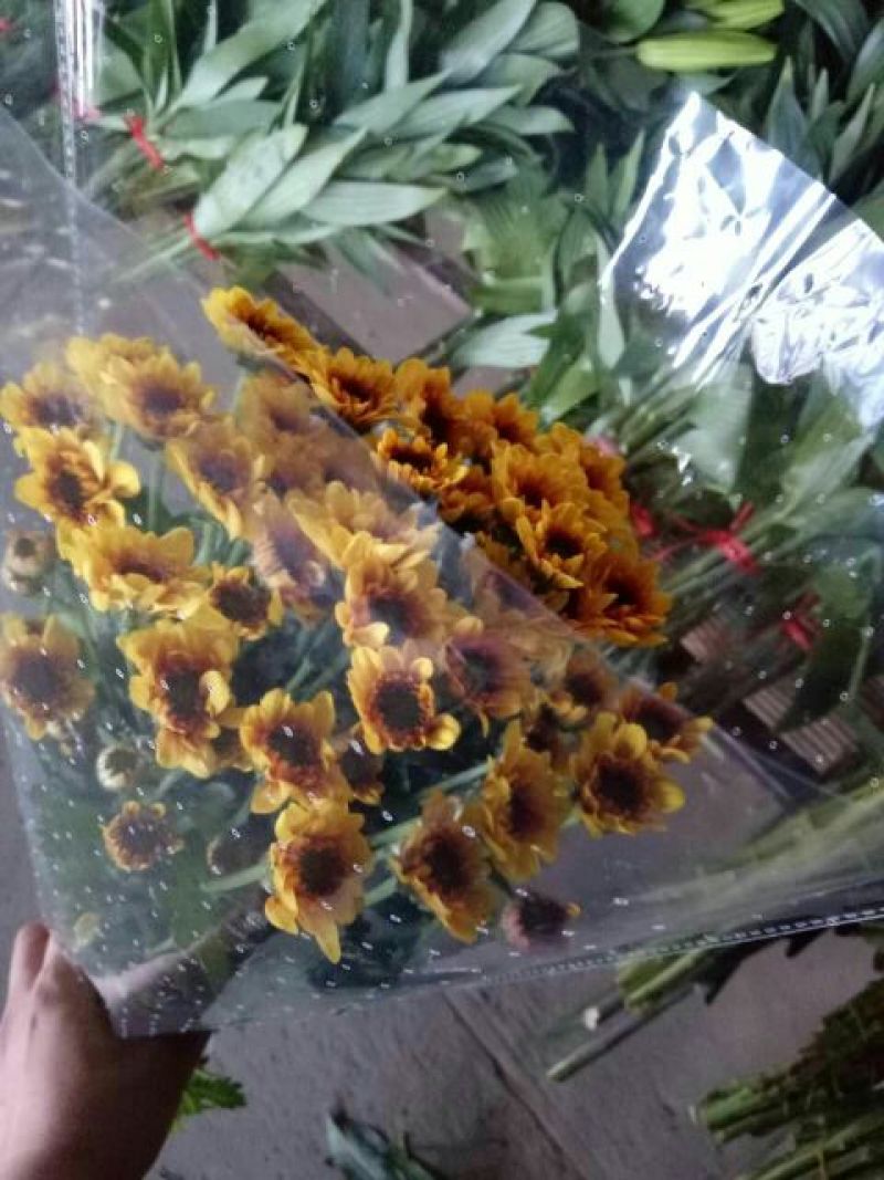 雏菊30~50cm