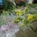 雏菊30~50cm