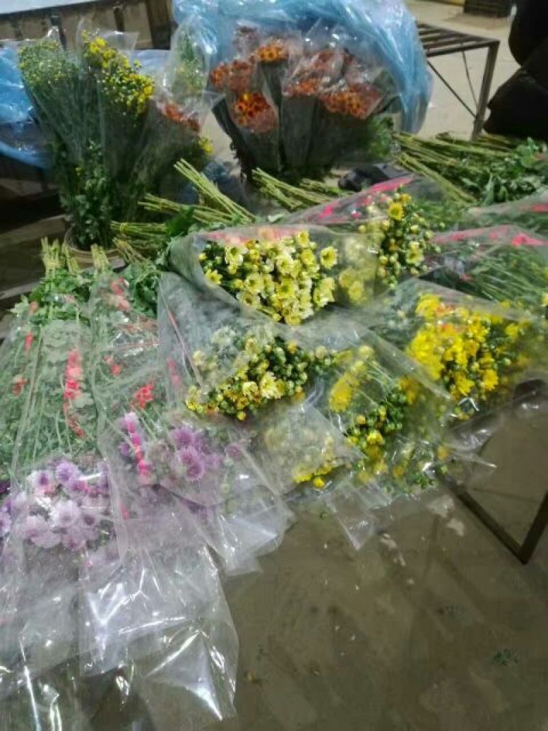雏菊30~50cm