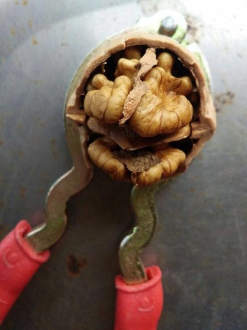 新疆核桃