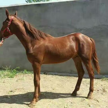 伊犁马200~300kg