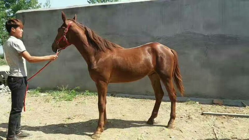 伊犁马200~300kg