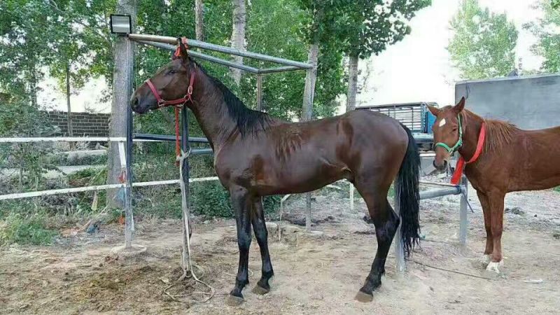 伊犁马200~300kg