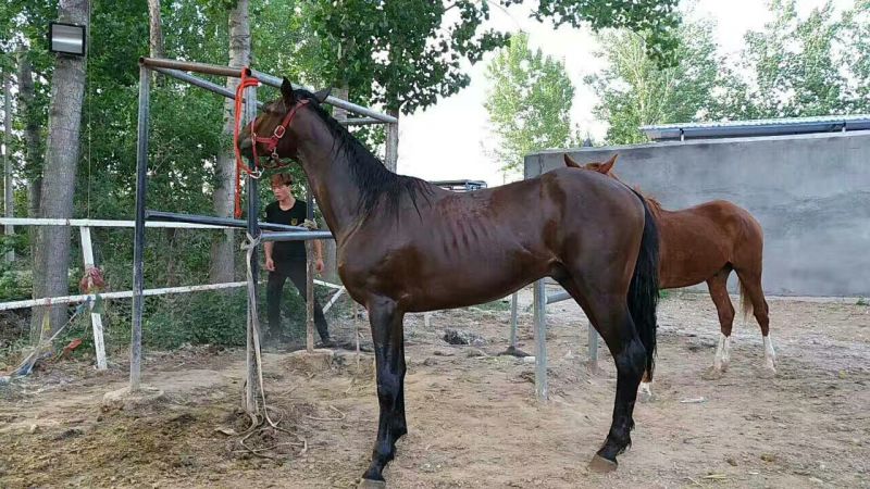 伊犁马200~300kg
