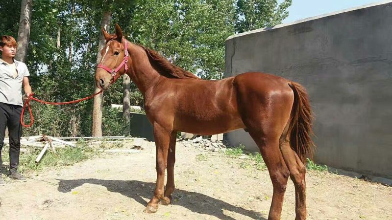 伊犁马200~300kg