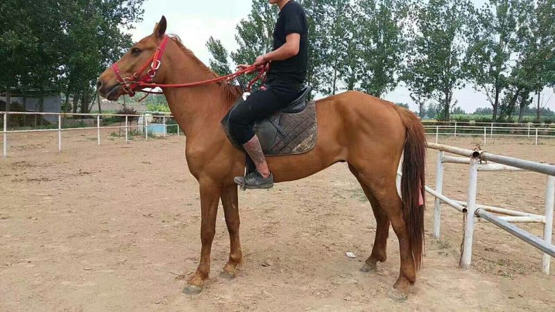 伊犁马200~300kg