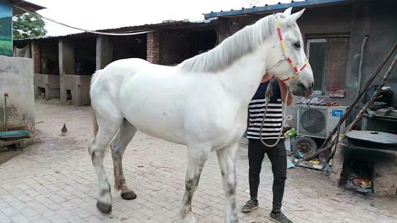 伊犁马200~300kg