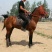伊犁马200~300kg