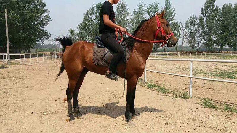 伊犁马200~300kg