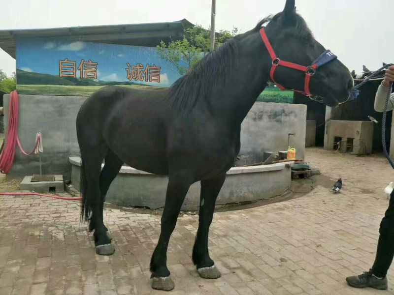 伊犁马200~300kg