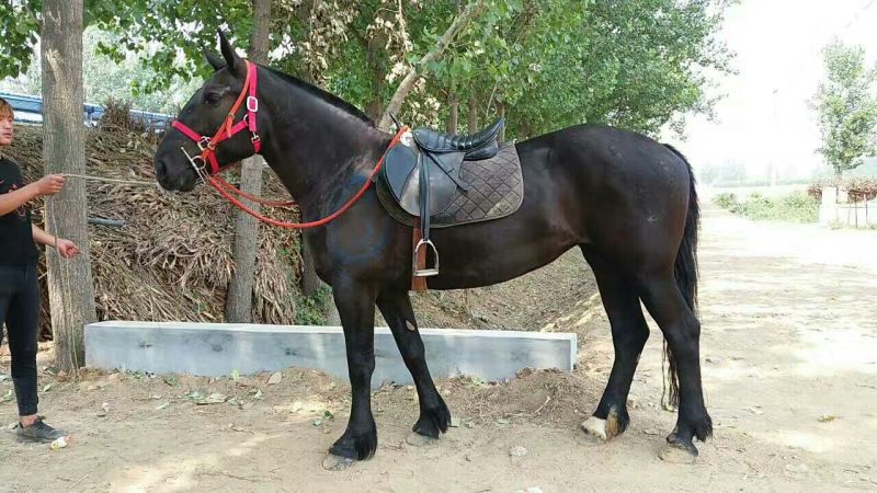 伊犁马200~300kg