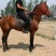 伊犁马200~300kg