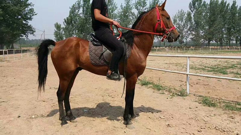 伊犁马200~300kg