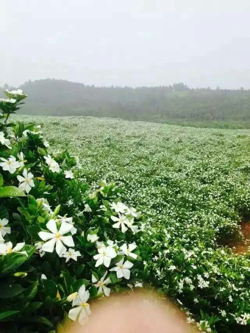 水栀