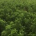 菜用虫草参