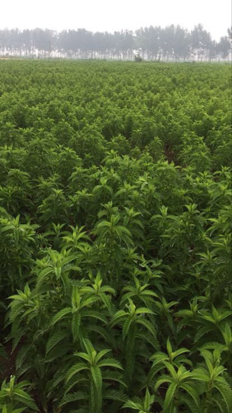 菜用虫草参