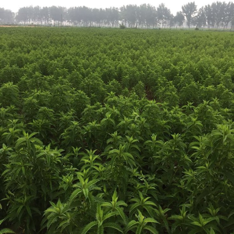菜用虫草参