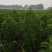 菜用虫草参