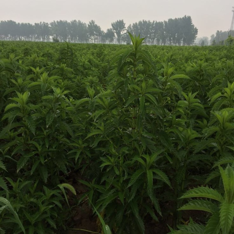 菜用虫草参