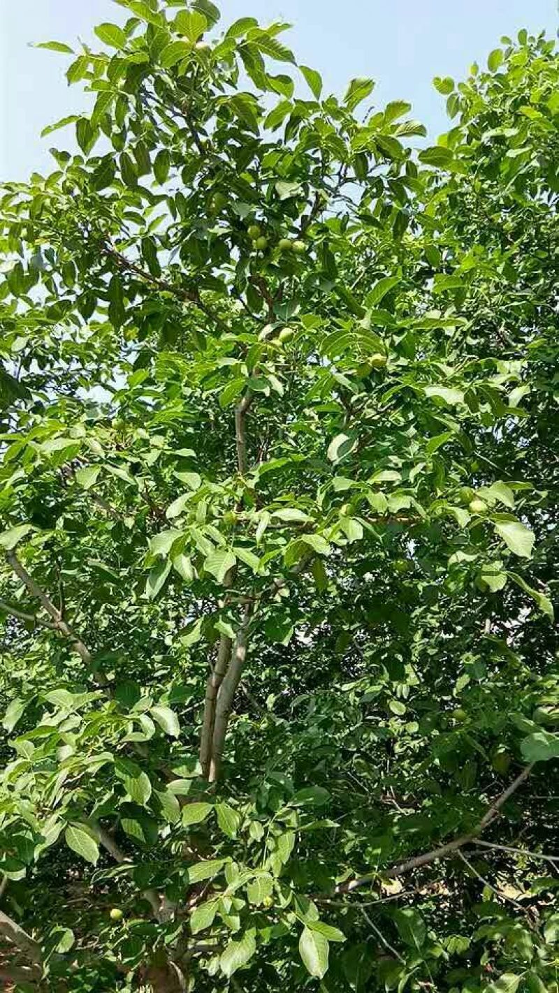 香玲核桃30mm以上青皮湿