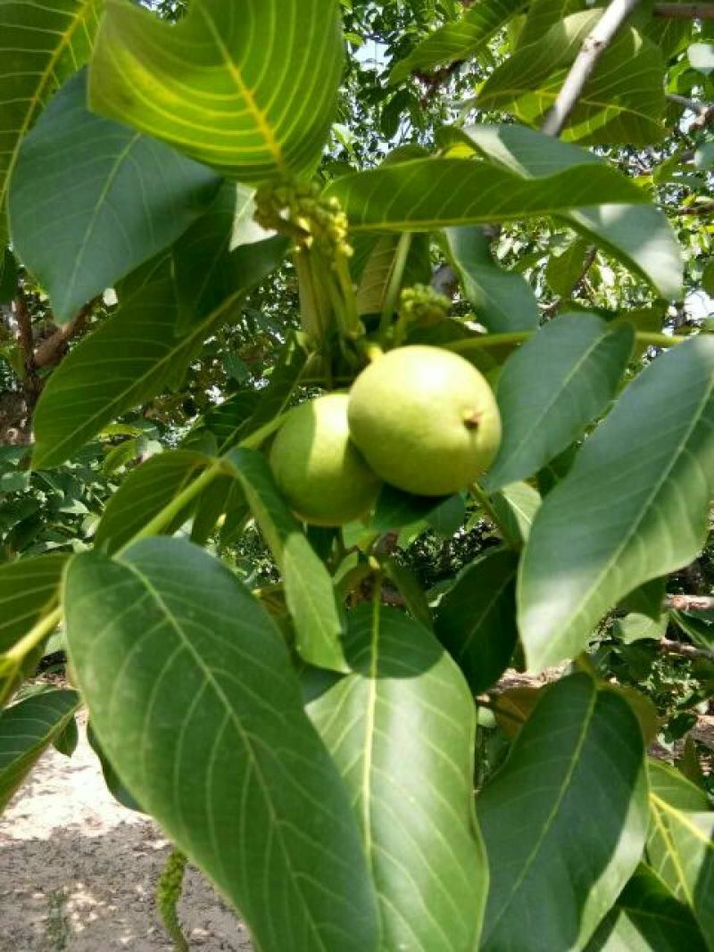 香玲核桃30mm以上青皮湿