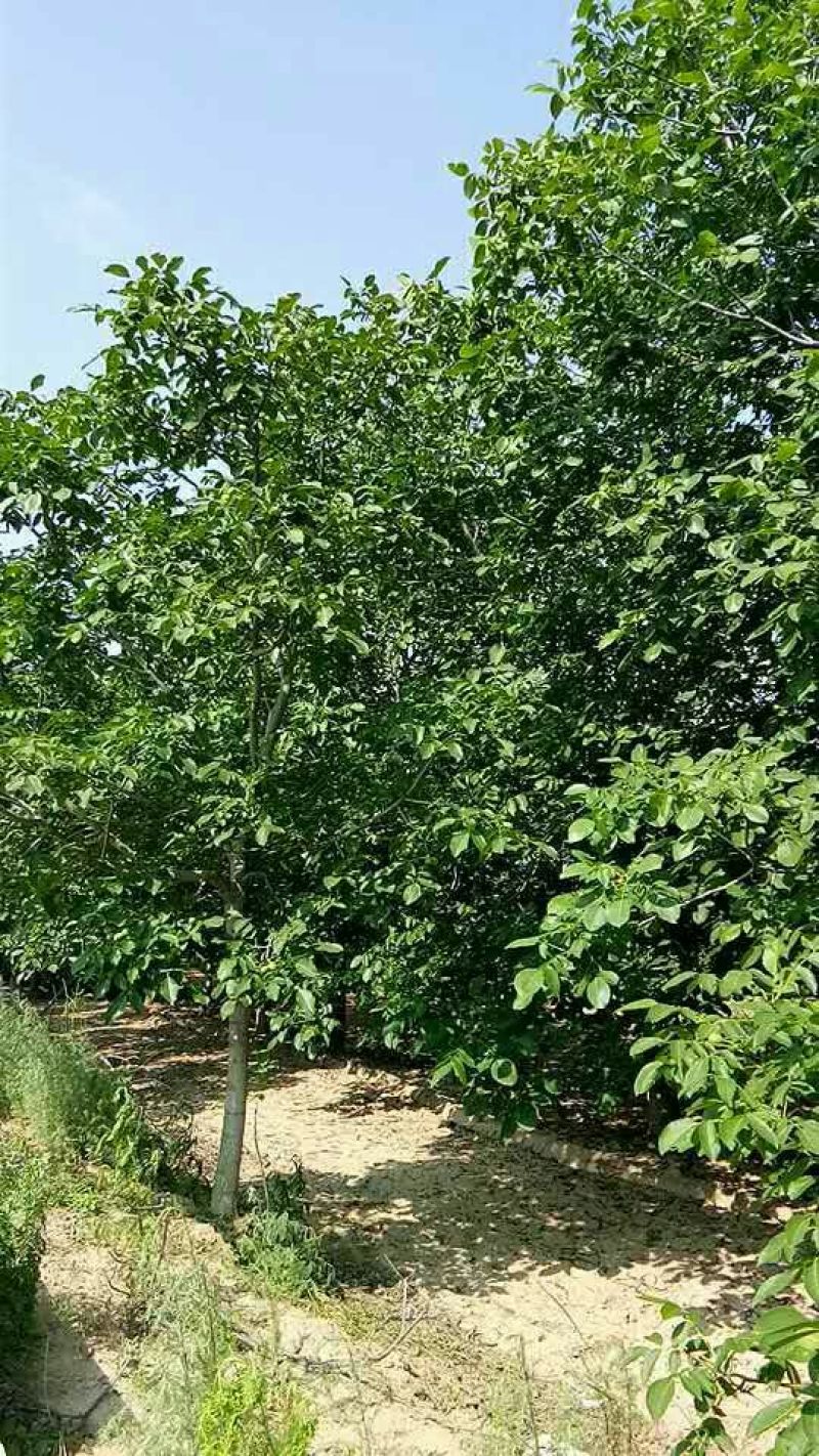 香玲核桃30mm以上青皮湿