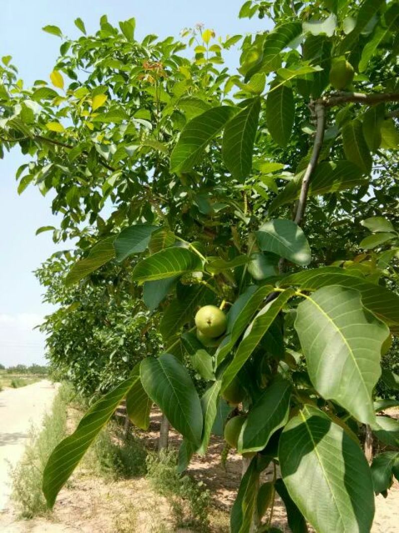 香玲核桃30mm以上青皮湿