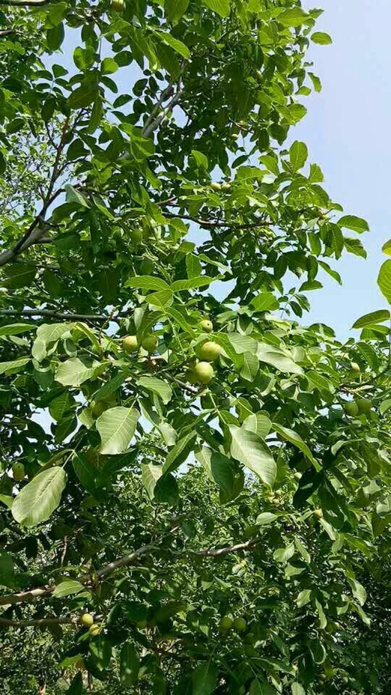 香玲核桃30mm以上青皮湿