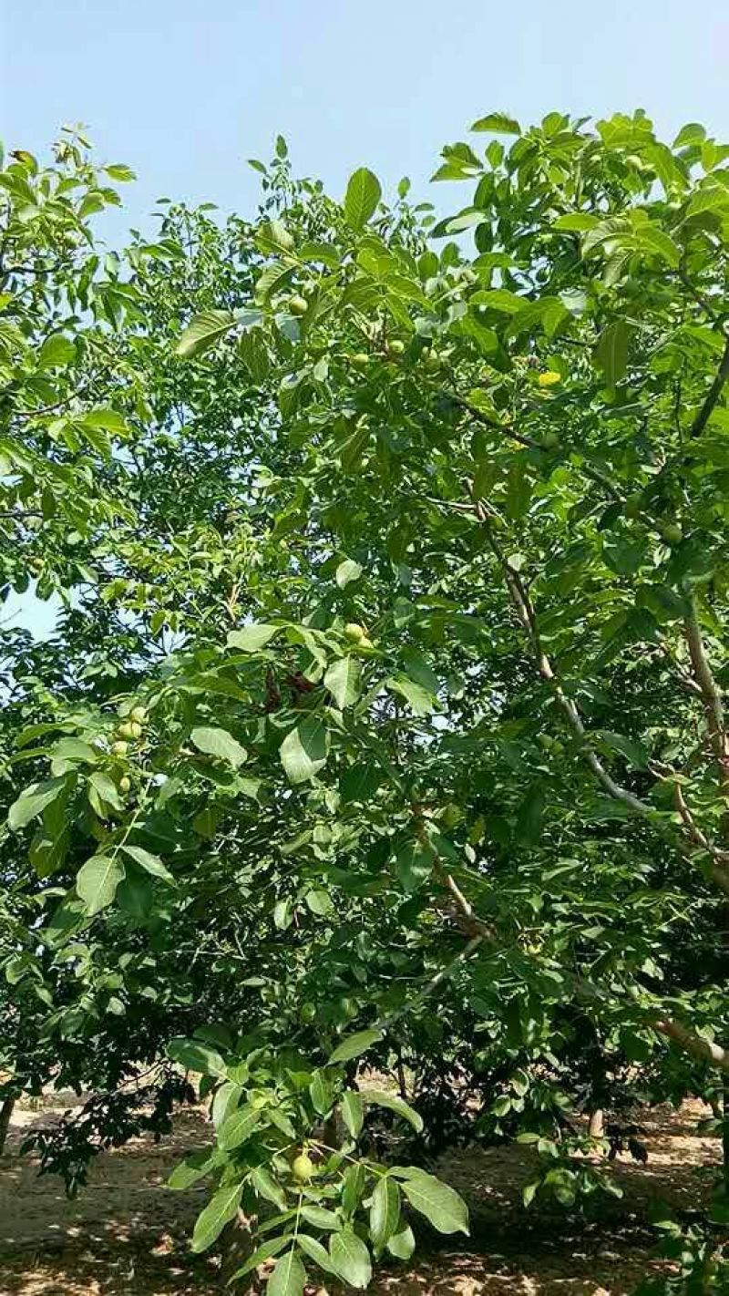 香玲核桃30mm以上青皮湿
