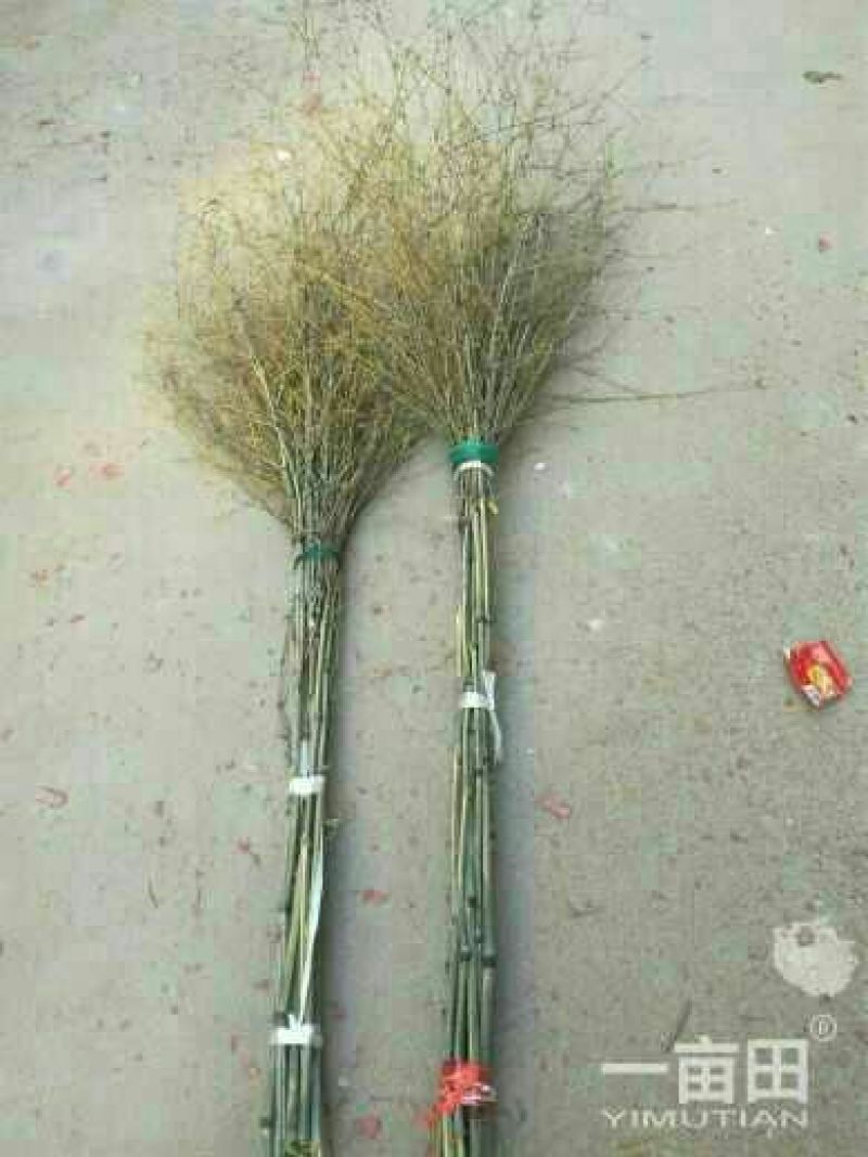 【真竹扫帚】各种类型的竹扫把，可以根据客户需要定做