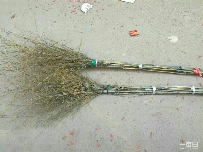 【真竹扫帚】各种类型的竹扫把，可以根据客户需要定做