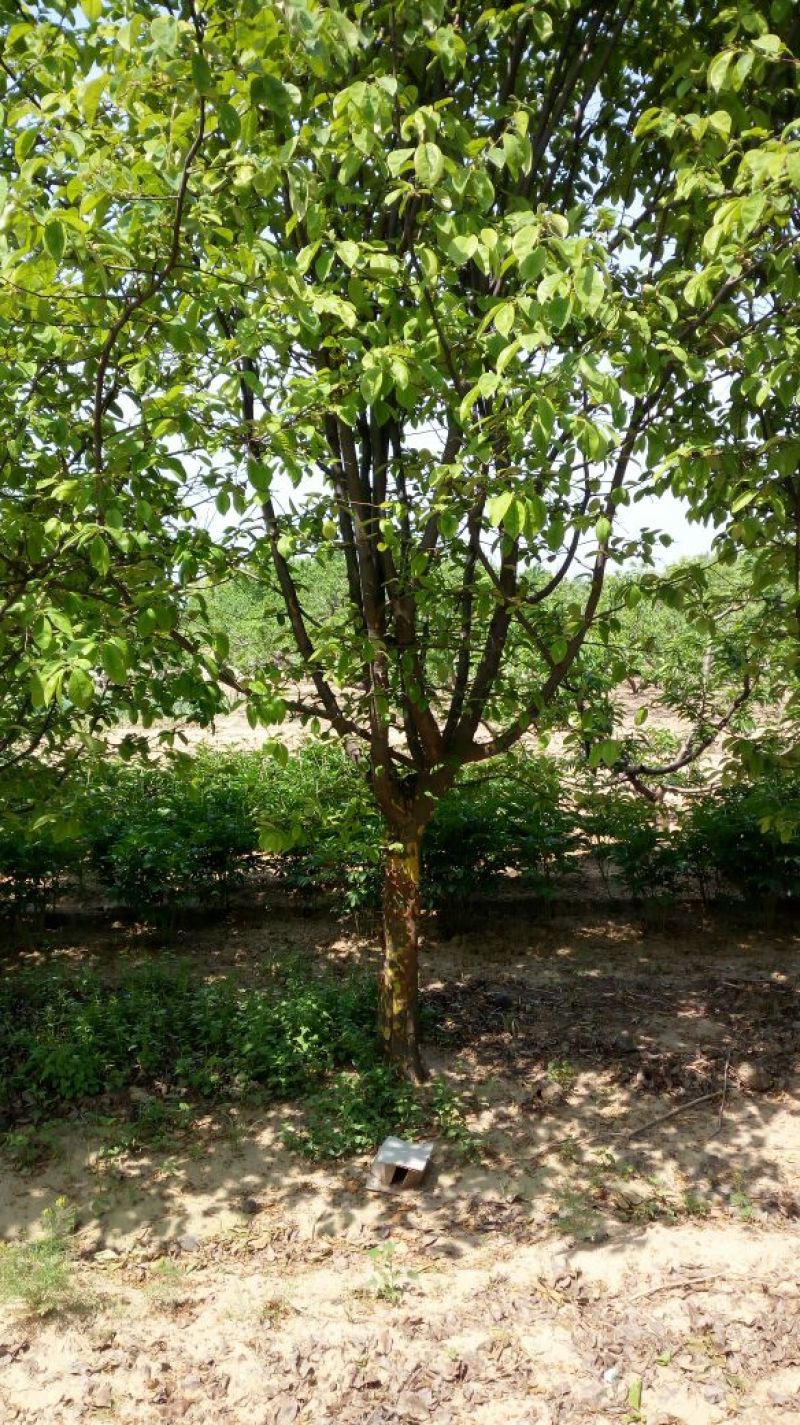 木瓜树261~300cm